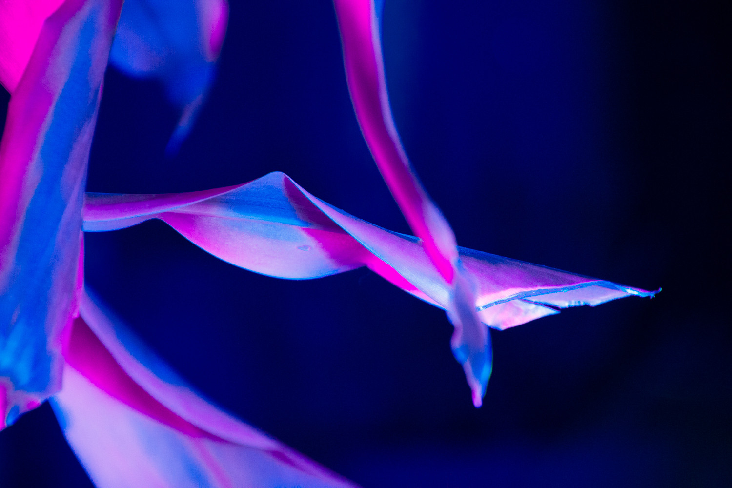 Mimic Photo 1